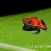 frog_dart_poison_tar_h_0709_cos1040.jpg